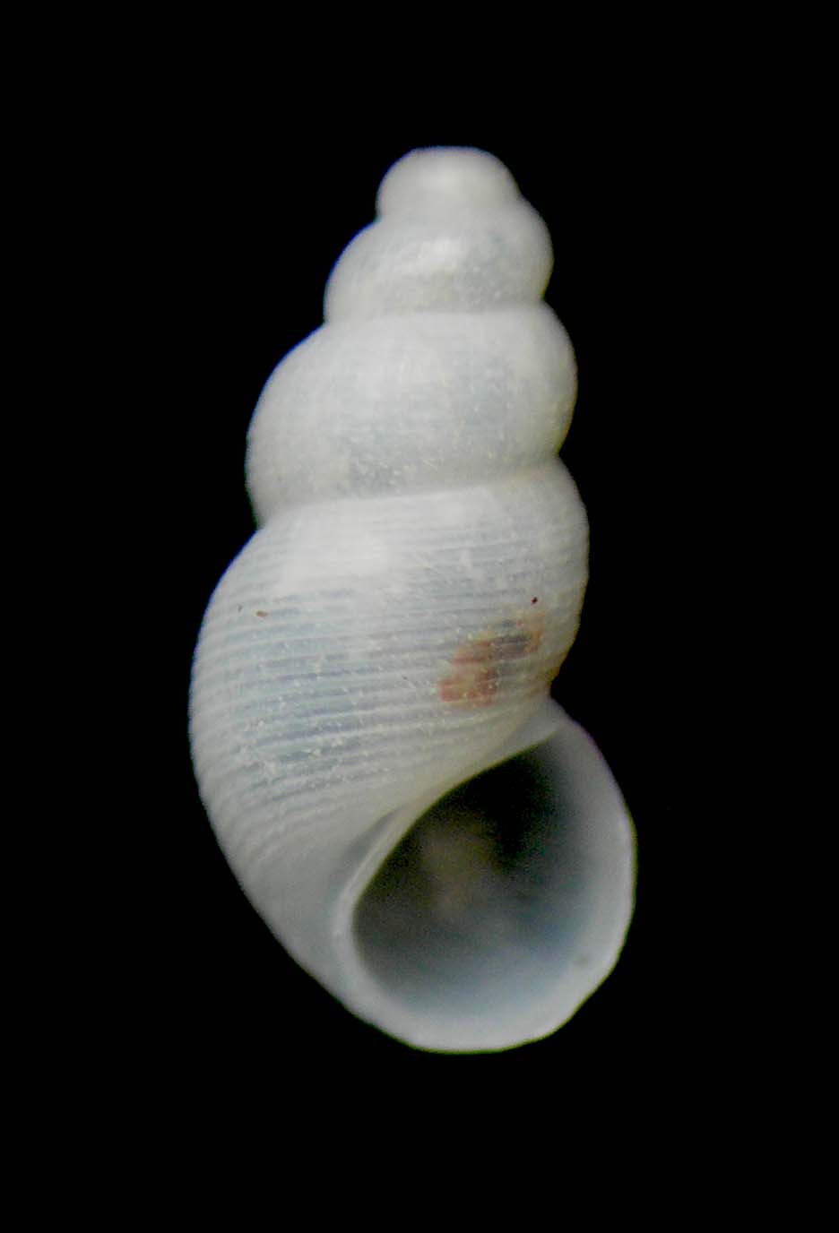 onoba josae o aculeus